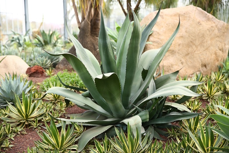 Aloe and Succulent Plants in Cabo Landscaping